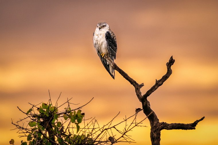 070 Masai Mara, grijze wouw.jpg